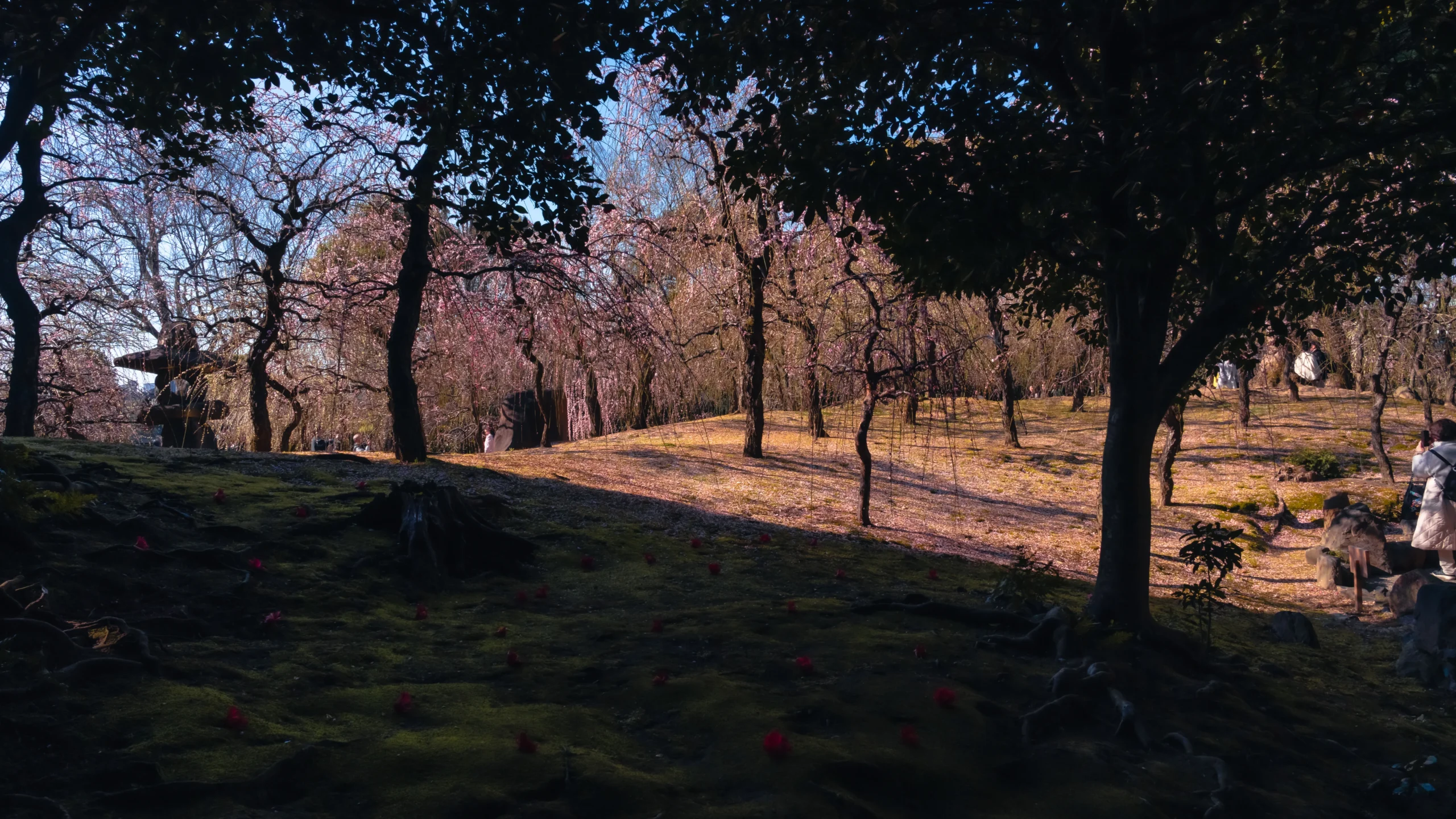 Jonangu Shrine's Weeping Plums: A Guide to Perfect Timing