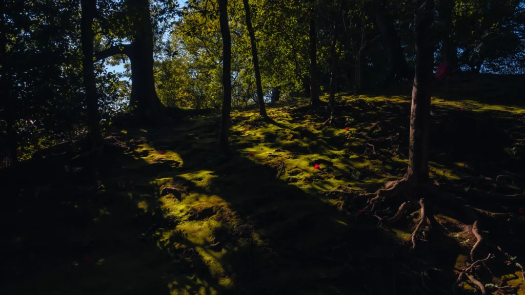 Delicate plum petals scattered on green moss in the Jonangu Shrine garden