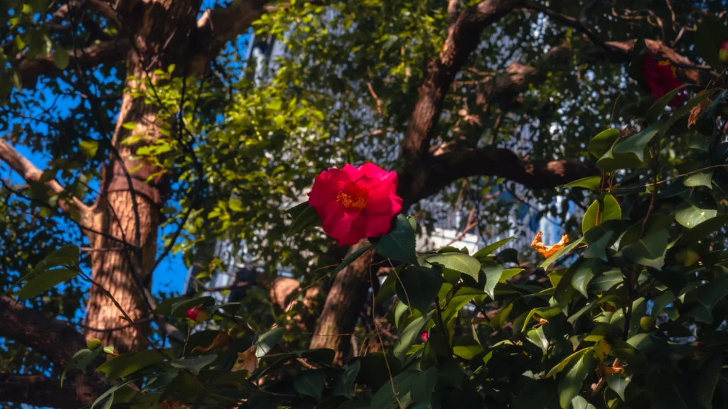 A vibrant camellia flower in bloom at Jonangu Shrine during the Weeping Plum and Camellia Festival