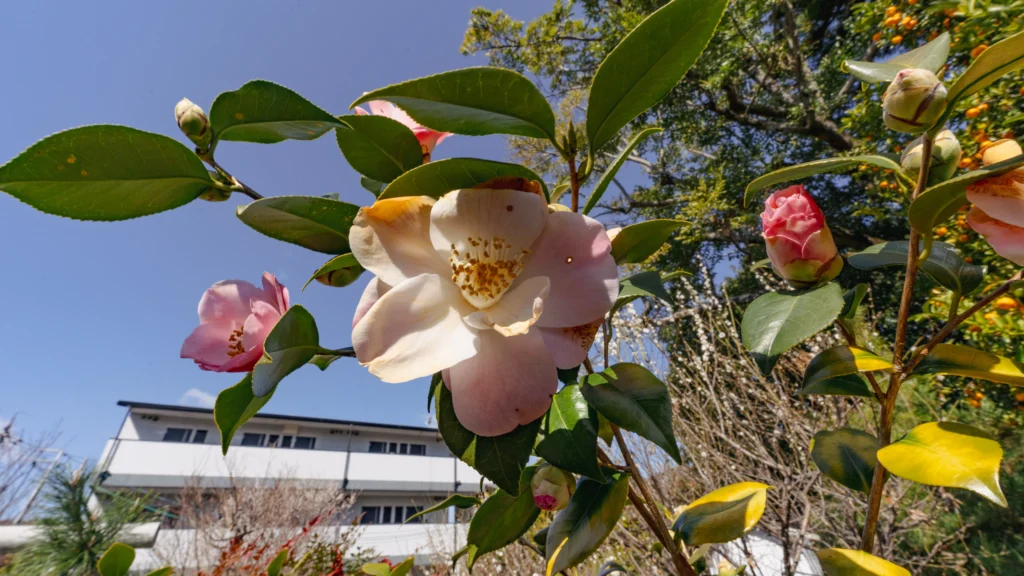 A close-up of a beautiful Camellia flower blooming in the shrine's garden.