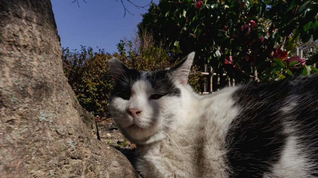 A tabby and white cat sleeps peacefully on the ground in the sunshine at Umenomiya Taisha.