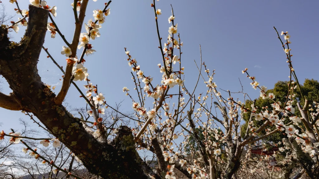 A close-up of beautiful pink plum blossoms, heralding the arrival of spring.