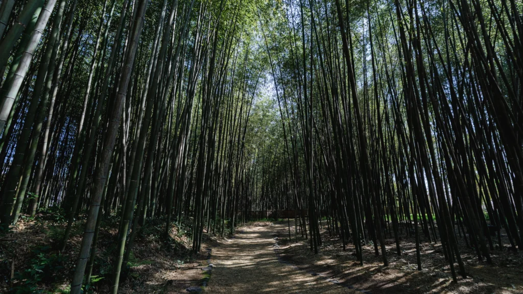 A peaceful path through the bamboo grove in the Osawa Pond area.
