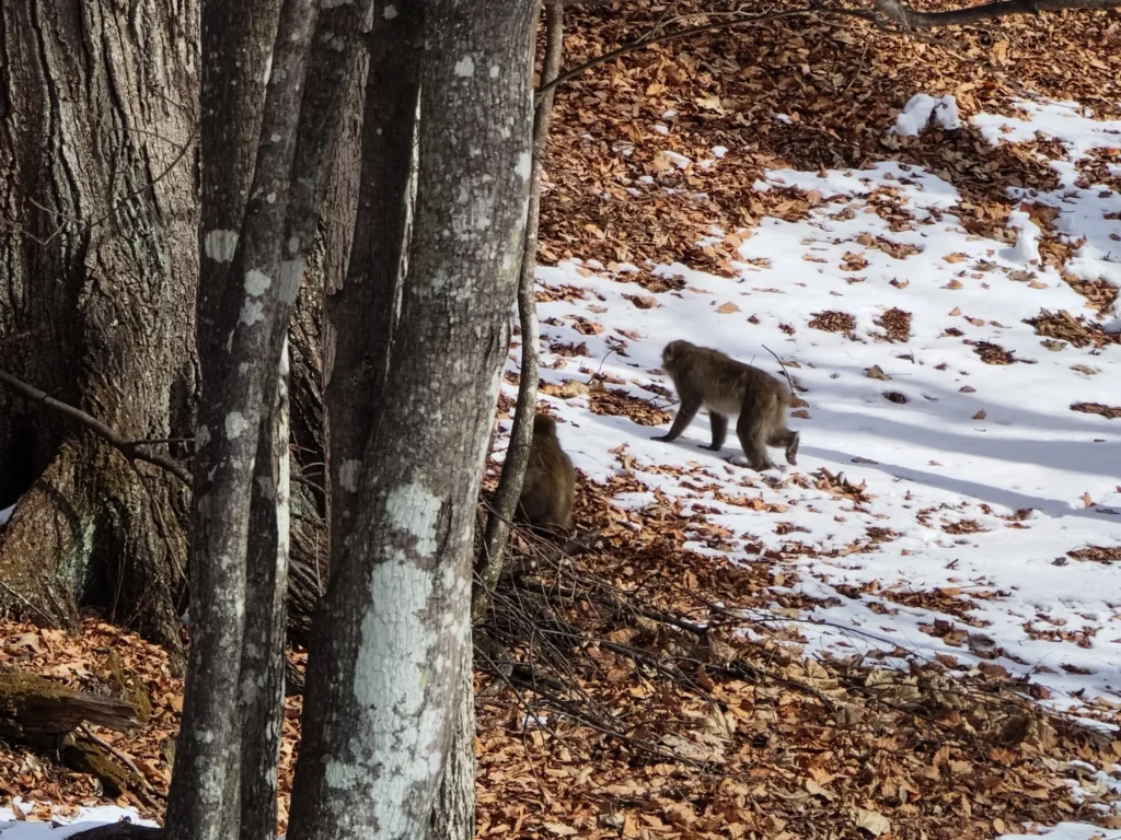 A small troop of wild monkeys walking through a snowy forest in Nikko, highlighting the importance of respecting their natural habitat.