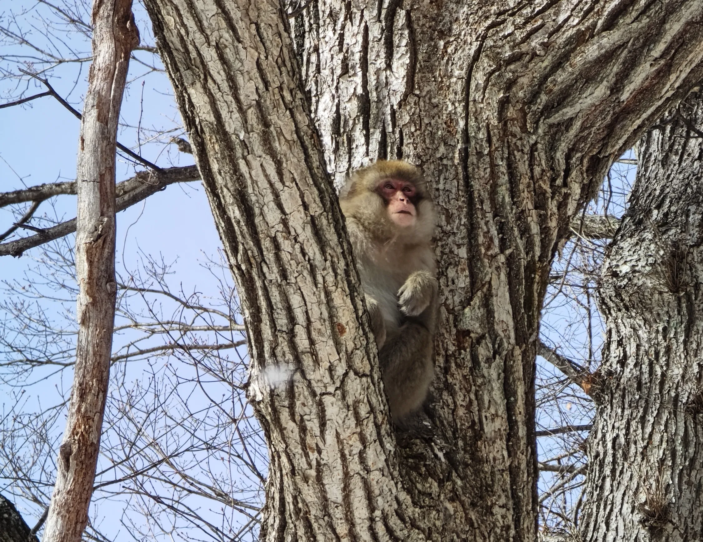 A wild Japanese macaque, or snow monkey, peeking out from behind a tree trunk in the snowy landscape of Nikko, Japan.