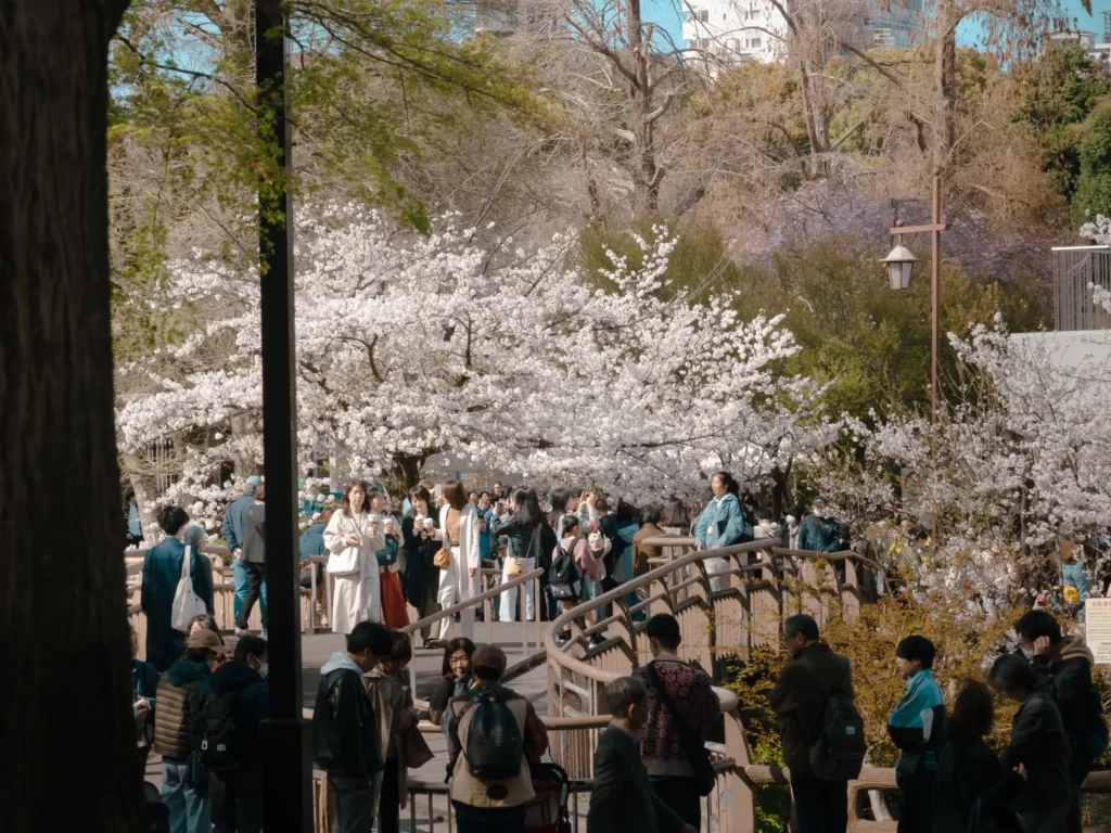 People strolling across Nanai Bridge in Inokashira Park, with cherry blossoms in full bloom.
