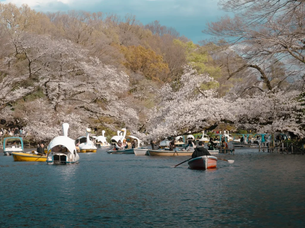 Swan boats and rowboats offer a unique perspective of the cherry blossoms overhanging Inokashira Pond.