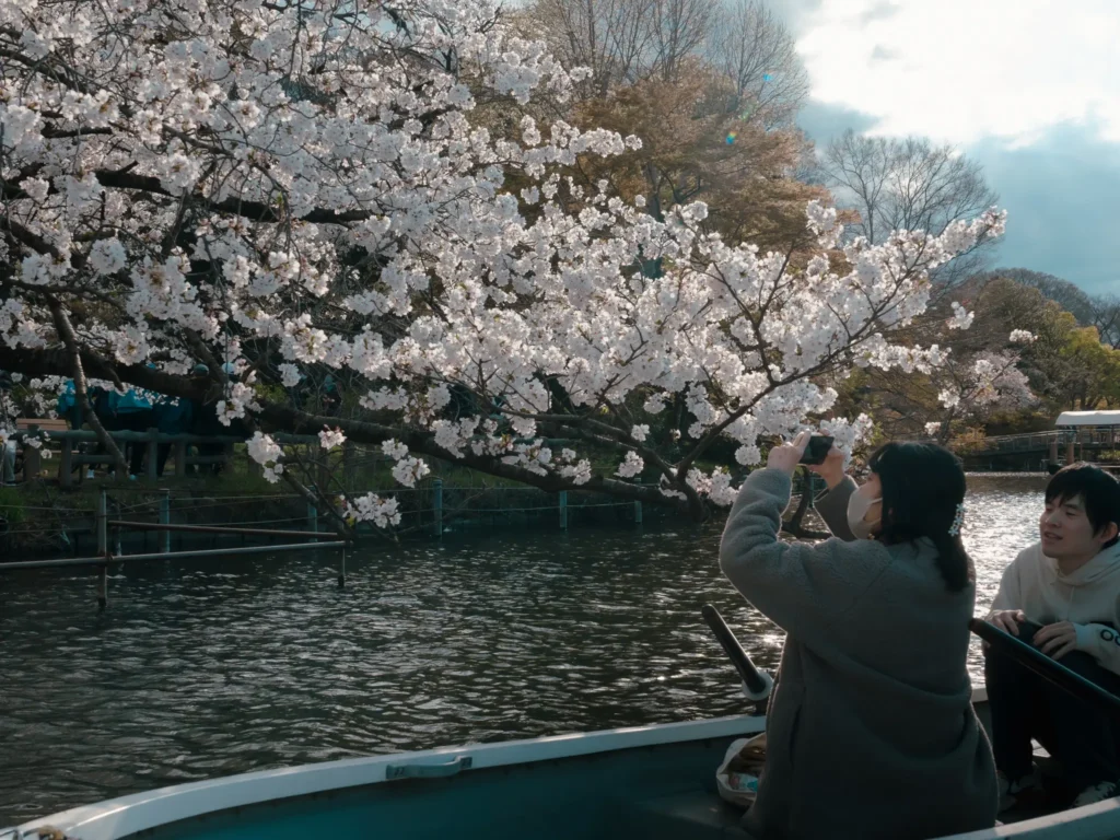 A couple in a rowboat taking photos of the overhanging cherry blossoms at Inokashira Park.