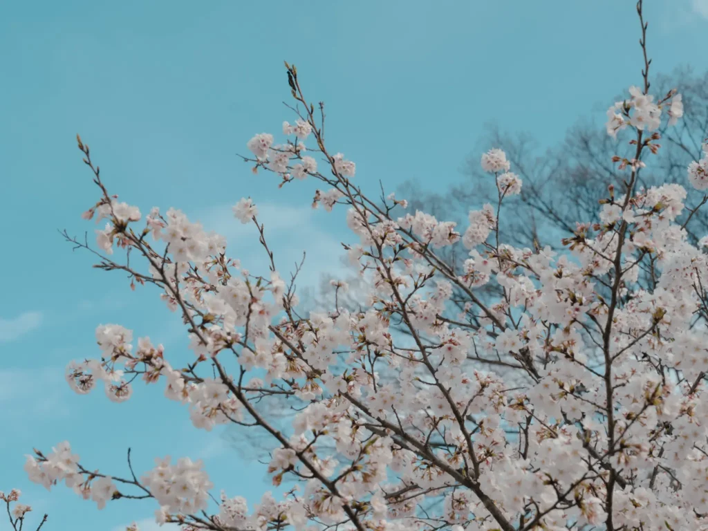 Cherry blossom branches against a clear blue sky.
