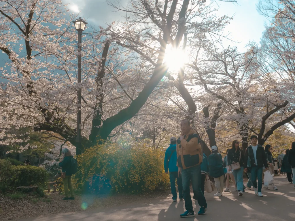 People walking along a path in Inokashira Park, with the sun shining through the cherry blossom trees.