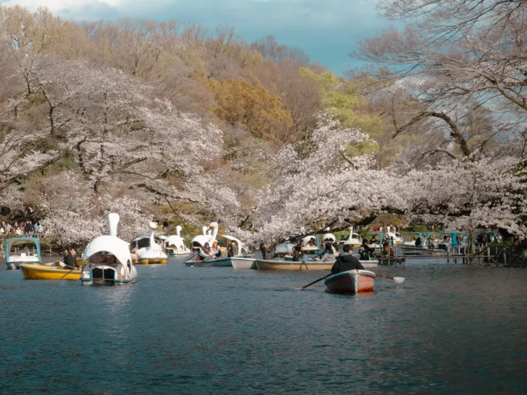 Swan boats and rowboats offer a unique perspective of the cherry blossoms overhanging Inokashira Pond.