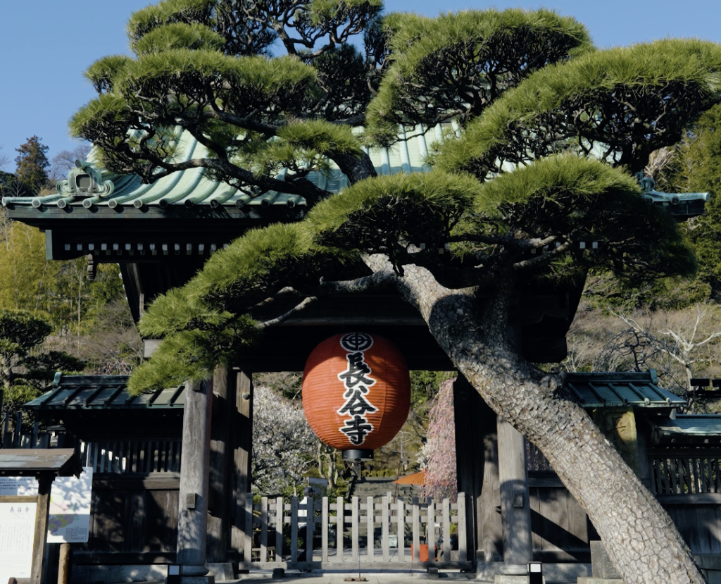 The main gate of Hasedera temple in Kamakura with its iconic red lantern and a sculpted pine tree framing the entrance.