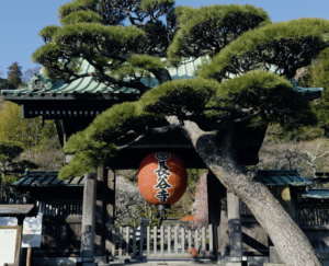 The main gate of Hasedera temple in Kamakura with its iconic red lantern and a sculpted pine tree framing the entrance.