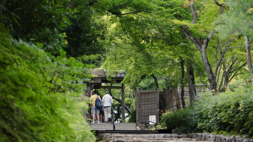 Fresh green maple canopy over wooden entrance gate of Adashino Nenbutsuji Temple Kyoto
