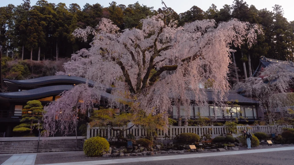 Giant weeping cherry tree at Kuonji Temple during golden hour with temple buildings on both sides