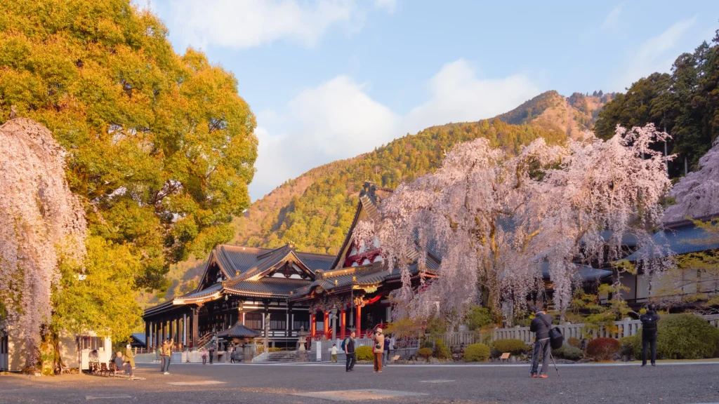 Minobusan Kuonji Temple main hall with 400-year-old weeping cherry tree in full bloom and mountains behind