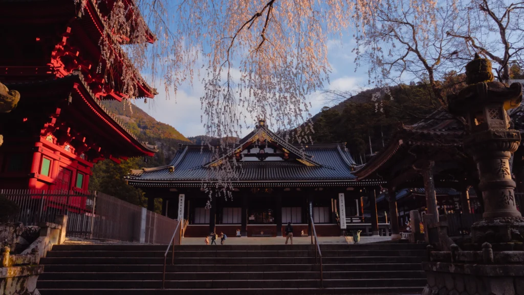 Minobusan Kuonji Temple main hall with 400-year-old weeping cherry tree in full bloom and mountains behind