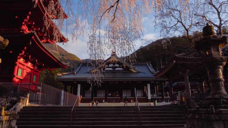 Minobusan Kuonji Temple main hall with 400-year-old weeping cherry tree in full bloom and mountains behind