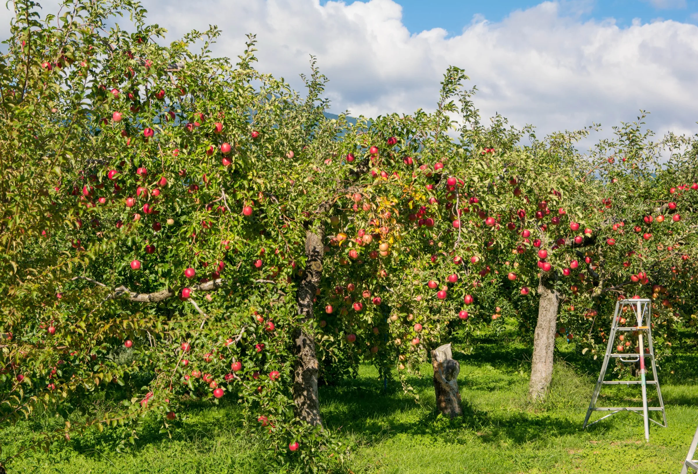 Aomori apple orchard with red Fuji apples ripe for harvest hanging on trees with a wooden ladder propped in the orchard