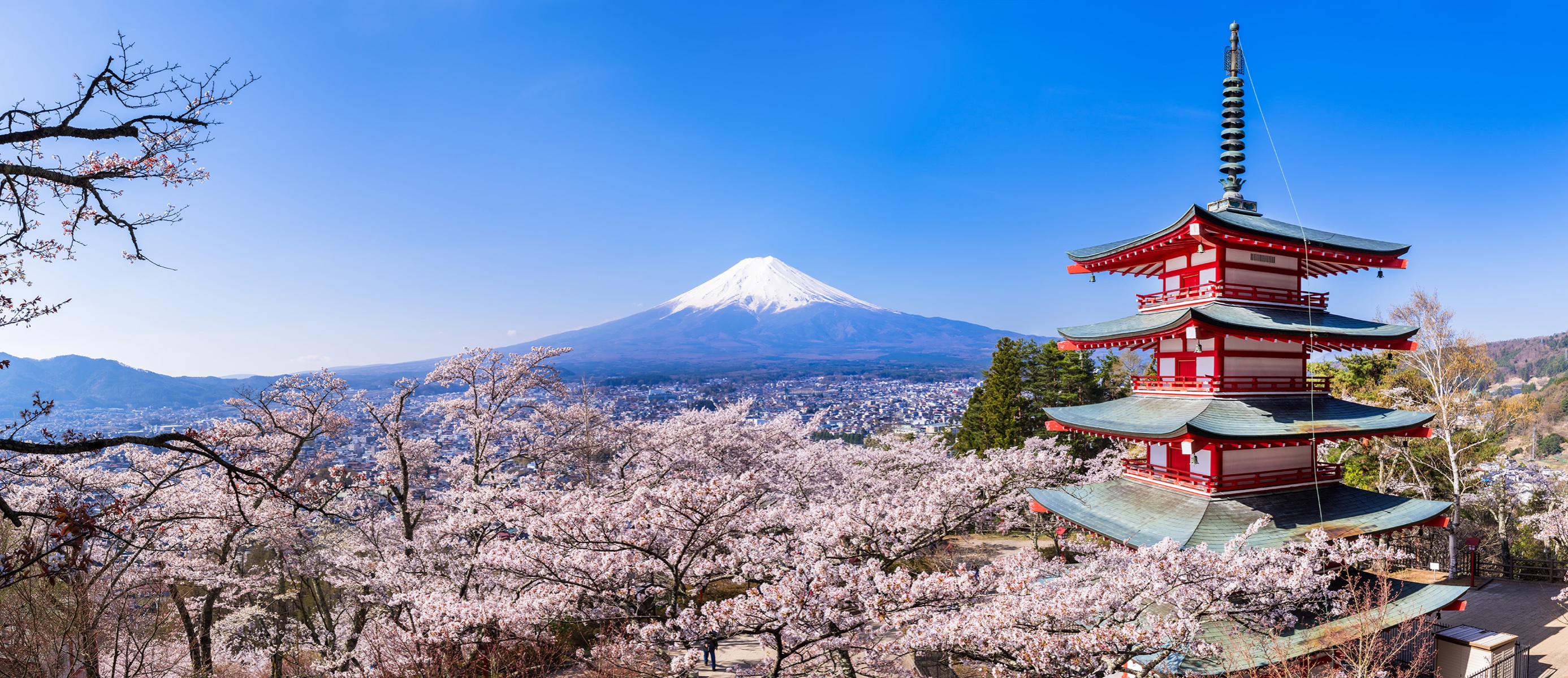 The Chureito Pagoda framed by cherry blossoms with Mt. Fuji in the background, the iconic spring composition
