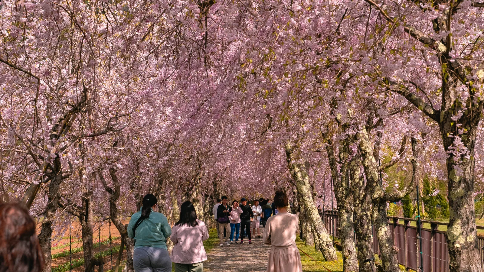 Cherry blossom tunnel with people walking through