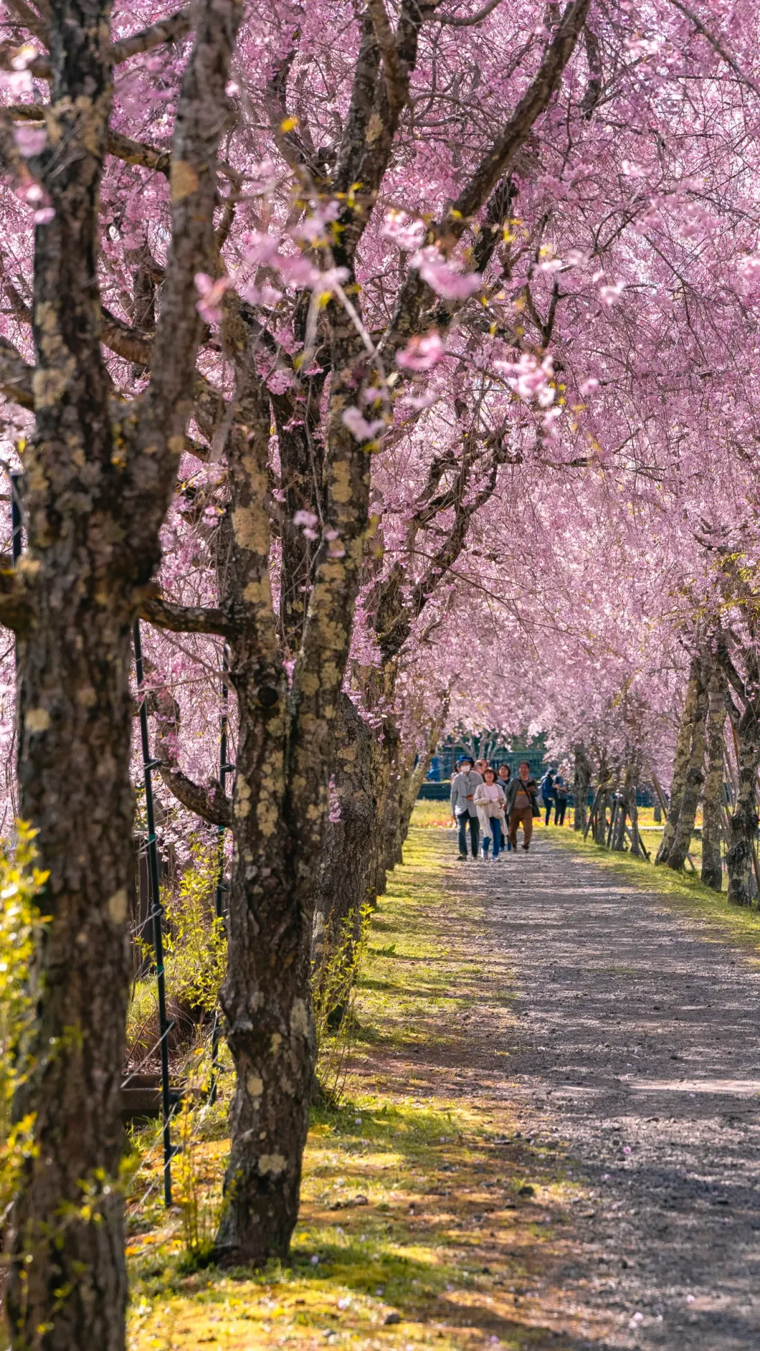 Cherry blossom tunnel with people walking - vertical view