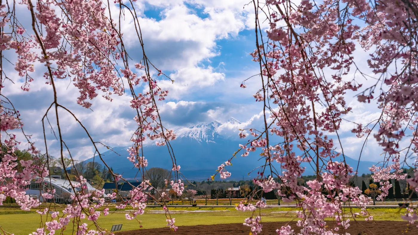 Mt Fuji visible through weeping cherry branches on a spring day at Hana no Miyako Koen