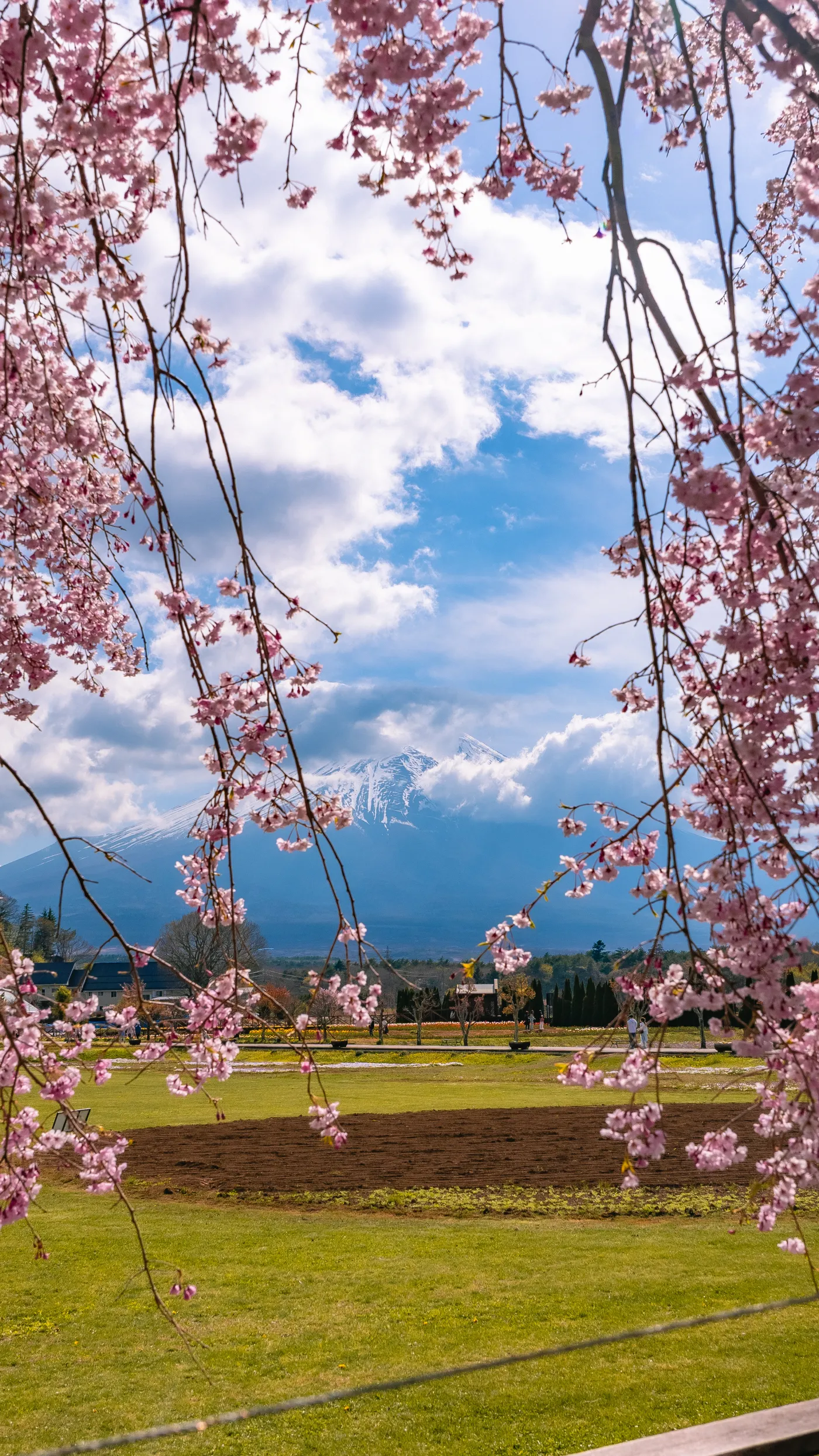 Mt Fuji framed by weeping cherry branches