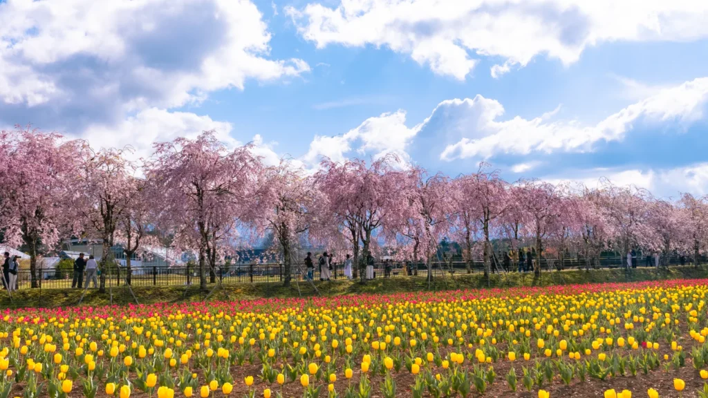 Weeping cherry blossom trees above red and yellow tulip beds at Hana no Miyako Koen with clouds over mountains