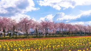 Weeping cherry blossom trees above red and yellow tulip beds at Hana no Miyako Koen with clouds over mountains