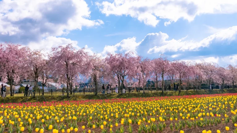 Weeping cherry blossom trees above red and yellow tulip beds at Hana no Miyako Koen with clouds over mountains
