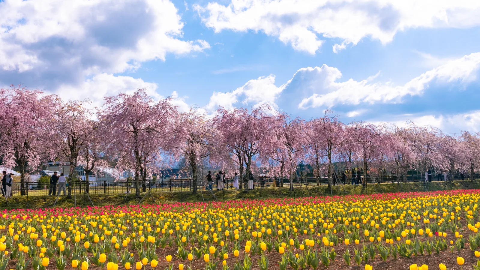 Weeping cherry blossom trees above red and yellow tulip beds at Hana no Miyako Koen with clouds over mountains
