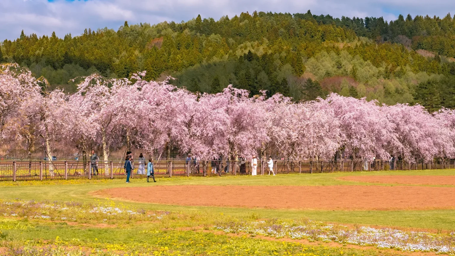 Weeping cherry row with visitors walking beneath the branches at Hana no Miyako Koen