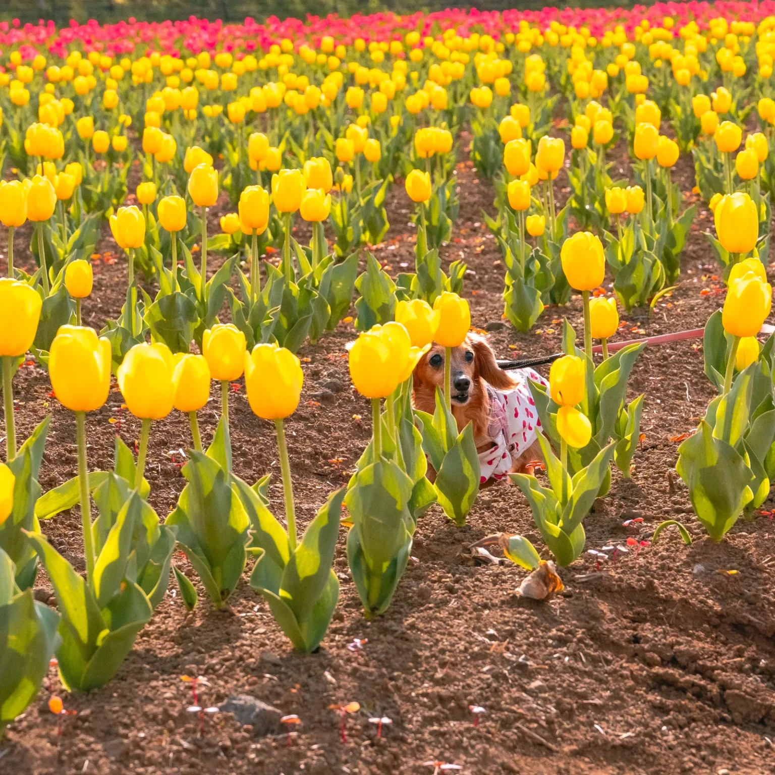 A small dog on a lead beside a bed of yellow tulips at Hana no Miyako Koen