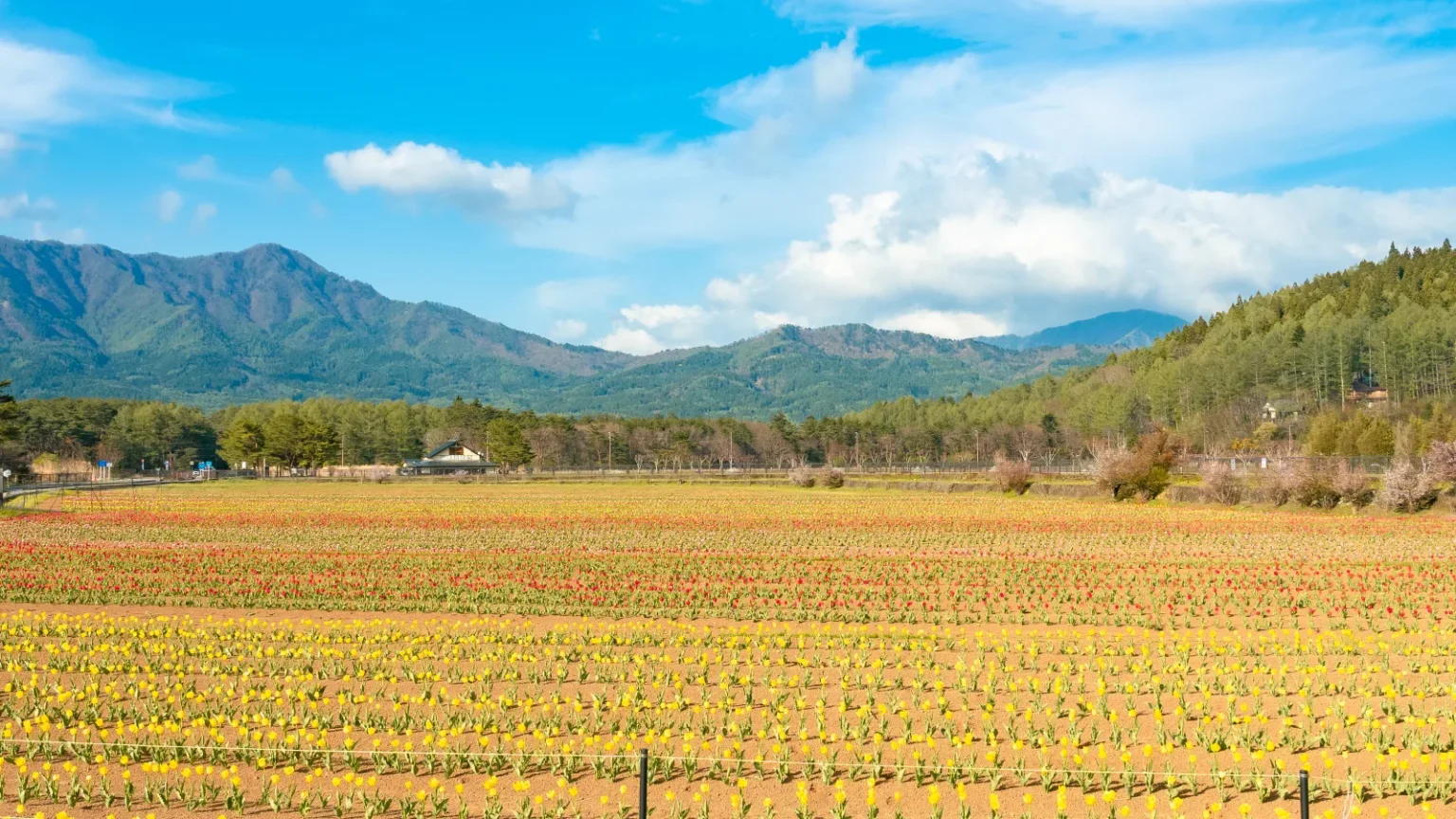 Large tulip field in colour bands with the Misaka mountain ridge behind at Hana no Miyako Koen