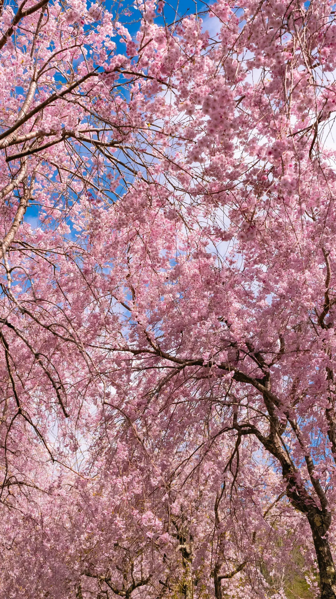 Weeping cherry blossoms against blue sky