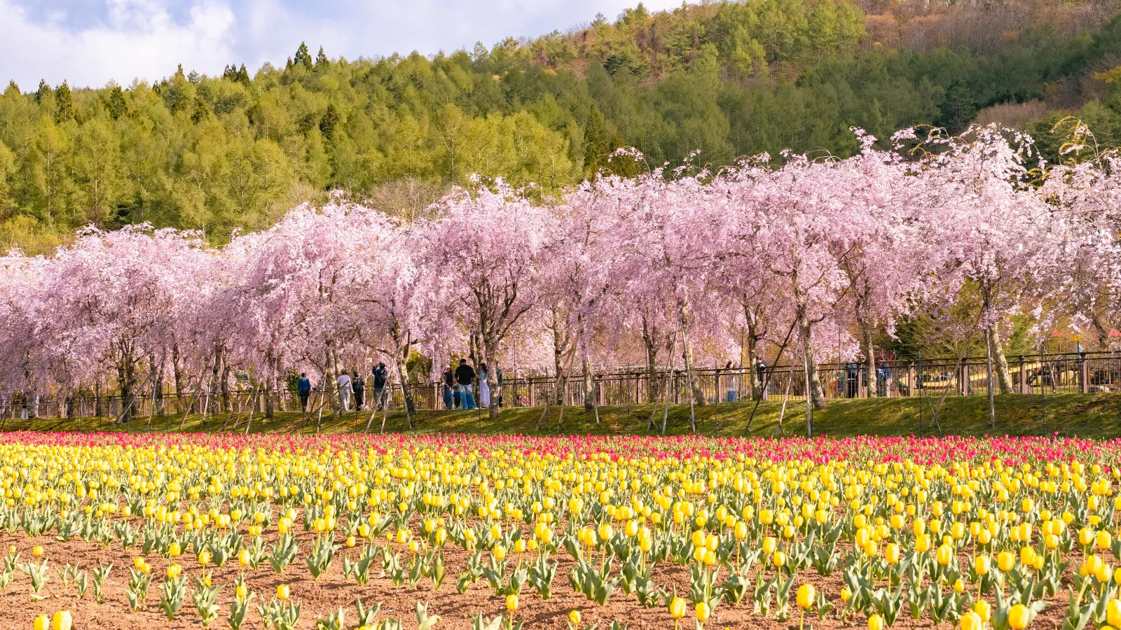 Weeping cherry row behind yellow and red tulip beds
