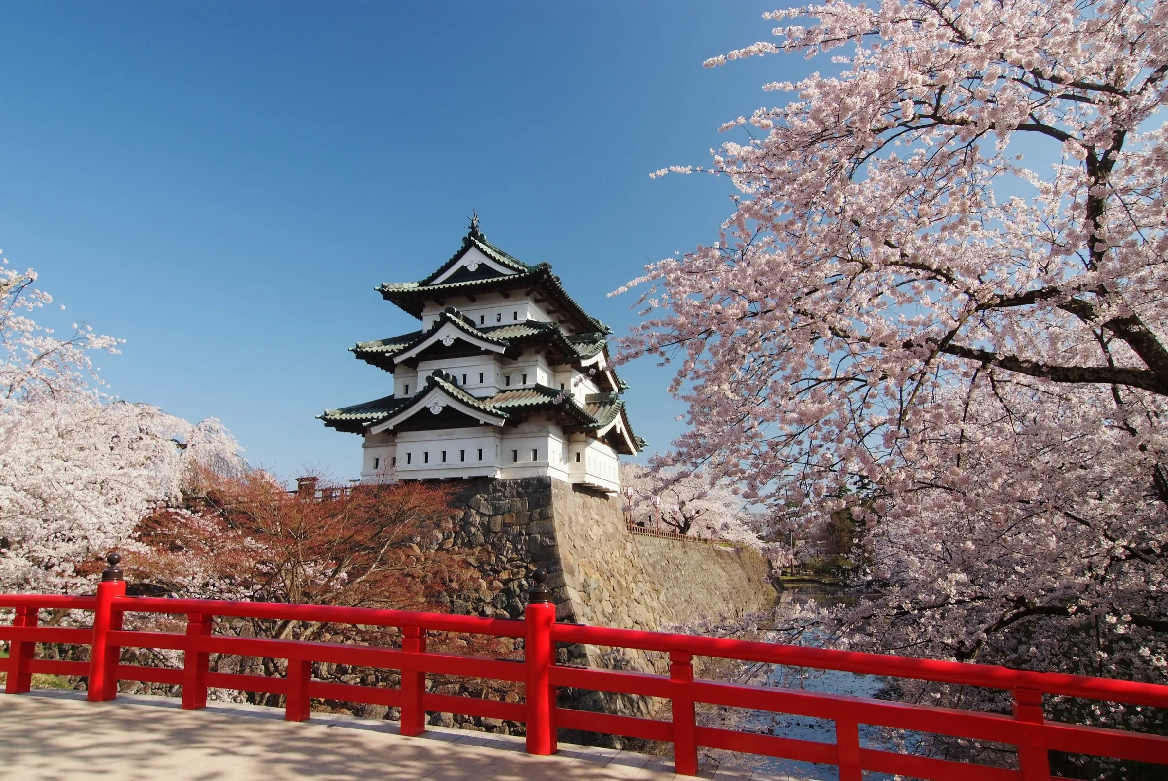 Hirosaki Castle keep with stone wall framed by cherry blossoms in full bloom and a vermillion bridge in the foreground