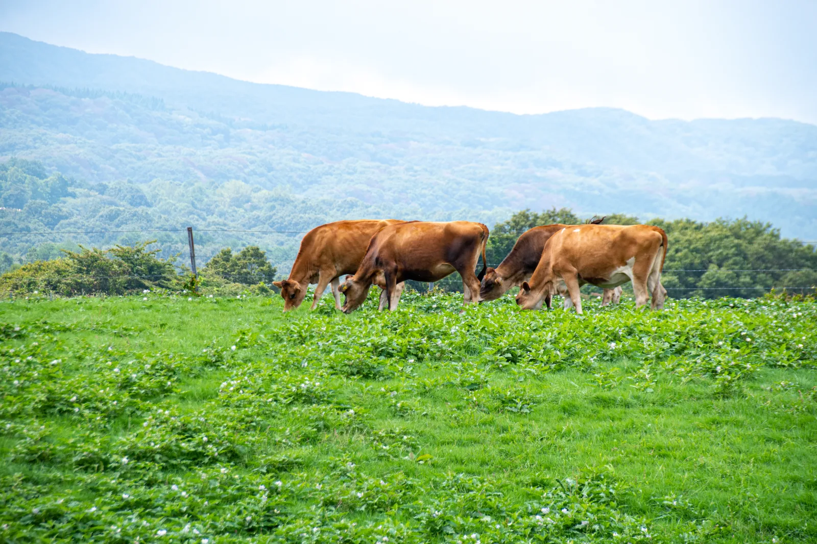 Jersey cattle grazing on green pasture at Hiruzen