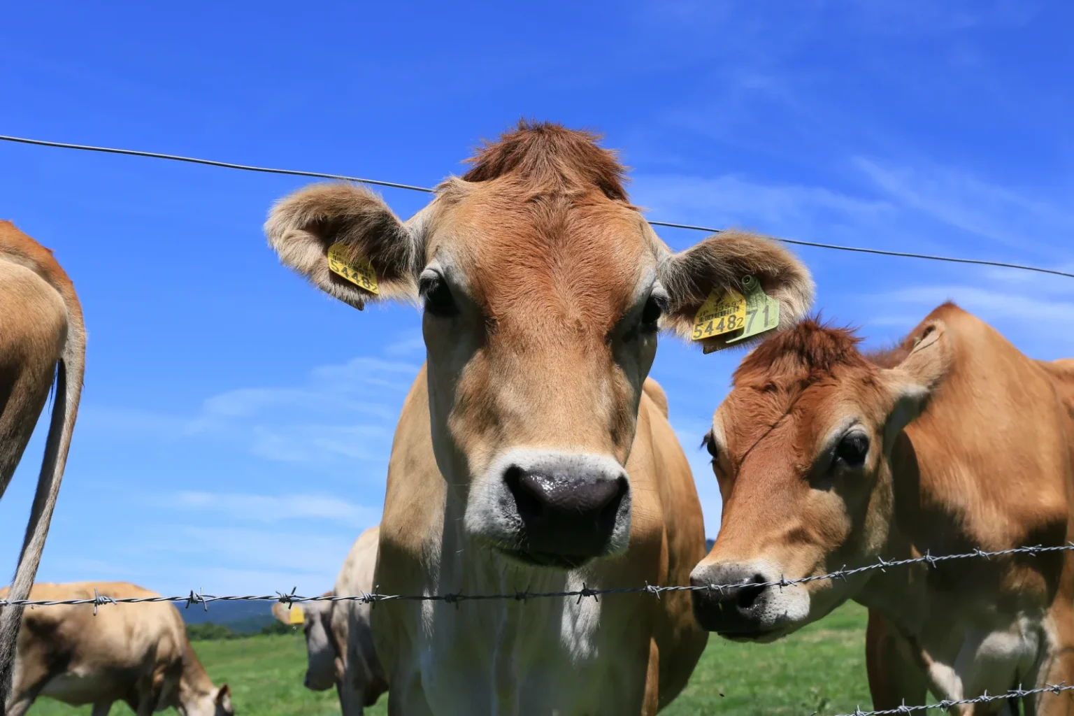 Jersey cattle grazing on the Hiruzen plateau in summer
