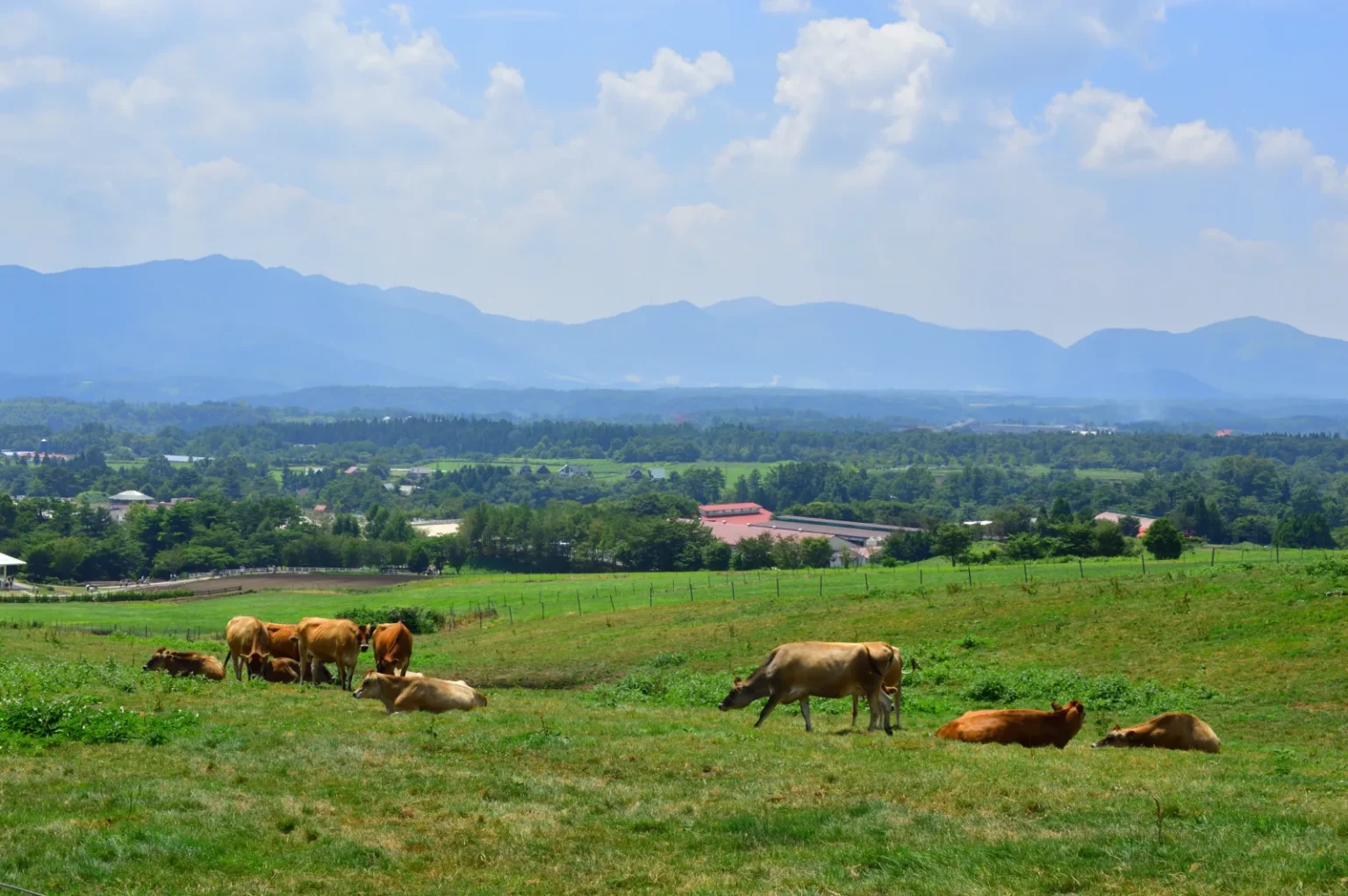 Green highland pasture with grazing cattle under a summer sky, Hiruzen, western Japan