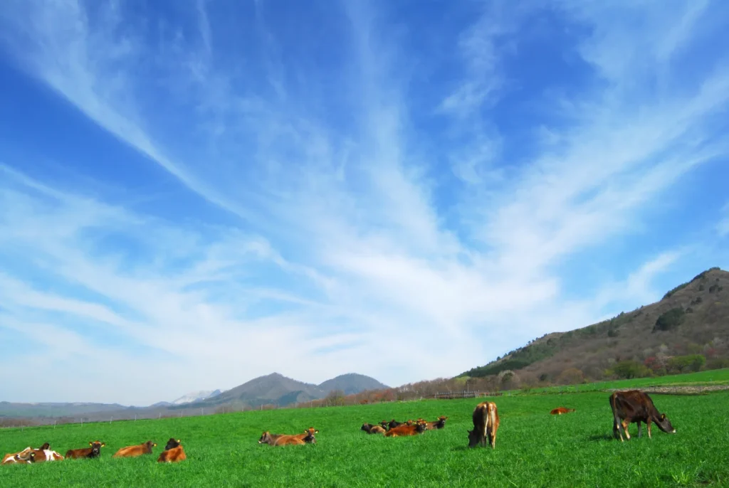 Spring meadow at Hiruzen Highlands with Jersey cows under a wide blue sky