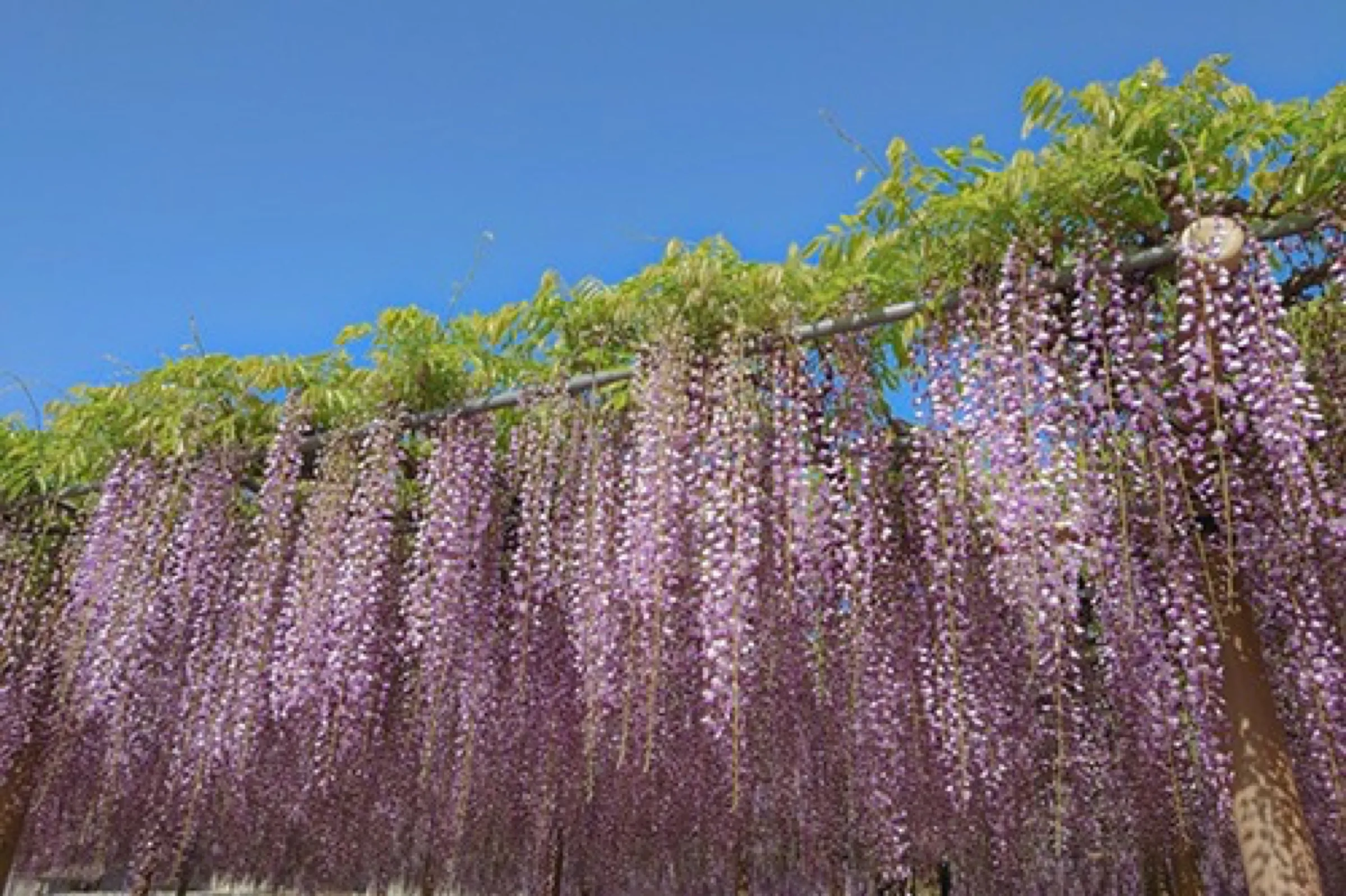 Long purple wisteria tunnel at Tennogawa Park in Aichi prefecture during May peak bloom