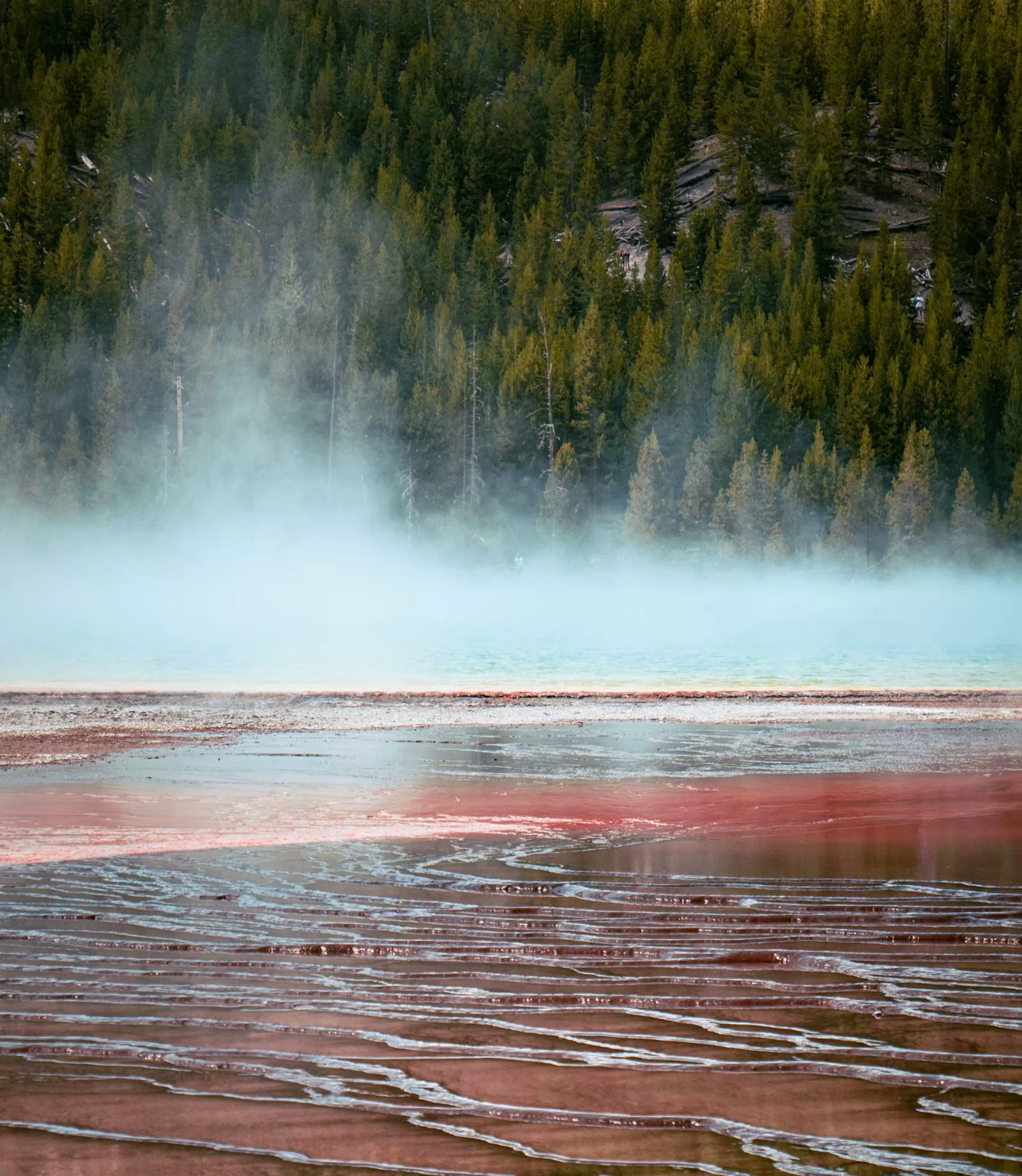 Steam rising from a natural hot spring in a wooded setting
