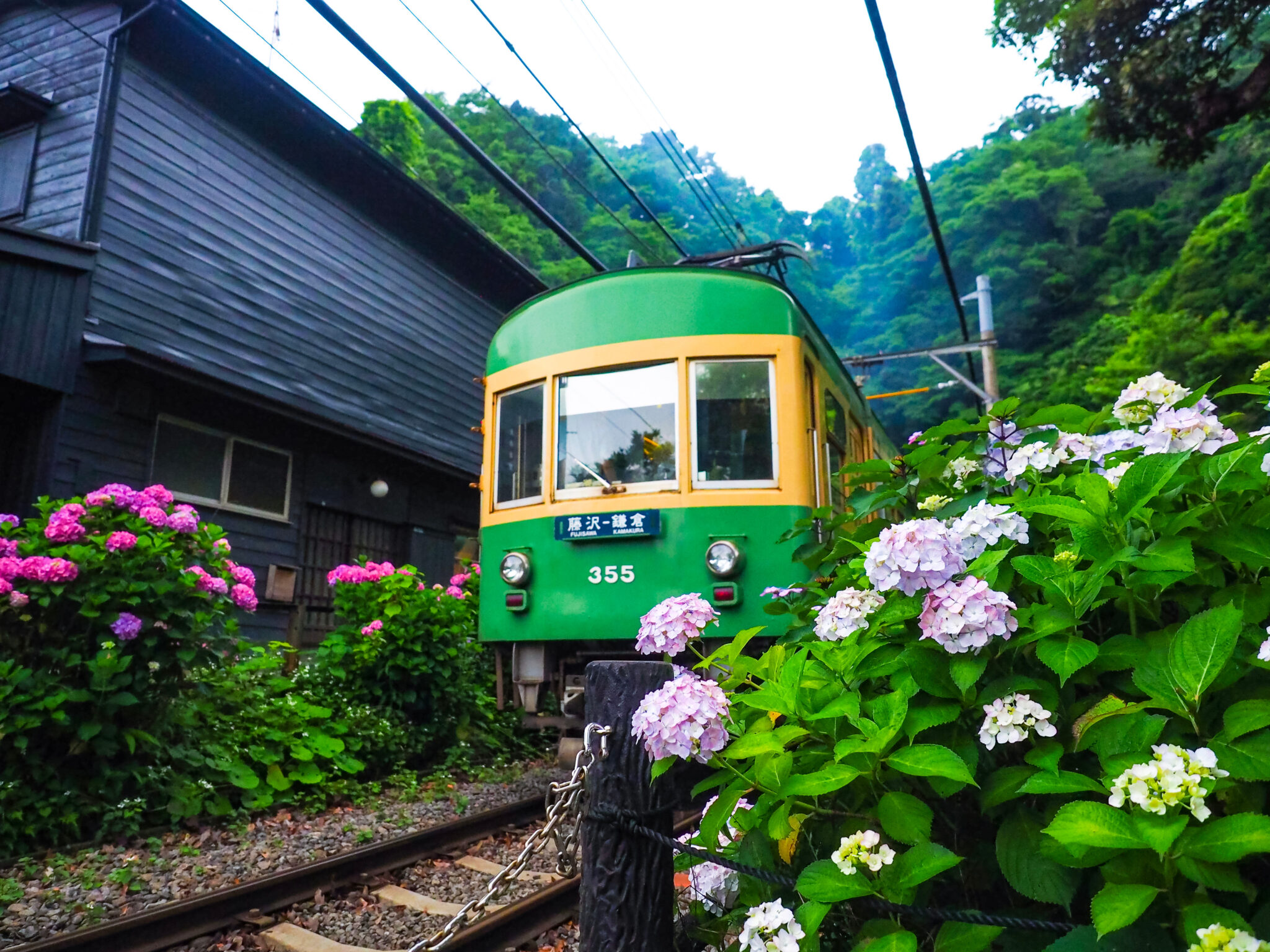 Blue hydrangea blooming alongside the green Enoden train tracks at the Goryo Shrine railway crossing in Kamakura, Kanagawa, in mid June during the rainy season