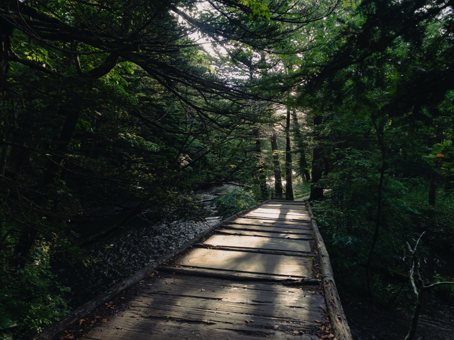 Wooden boardwalk trail winding through a lush green forest with ferns and moss