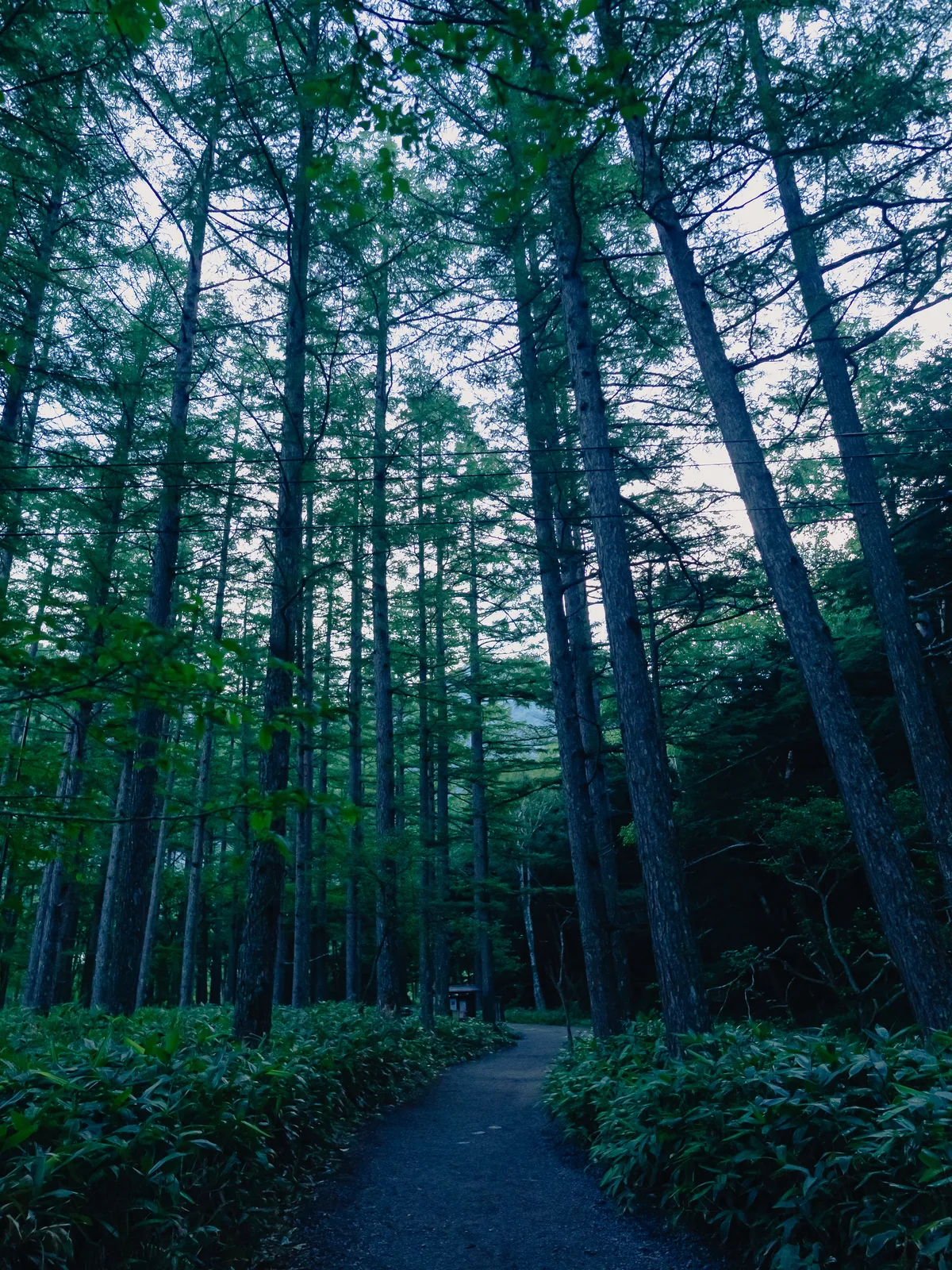 Larch and conifer forest path in Kamikochi with morning light filtering through the trees