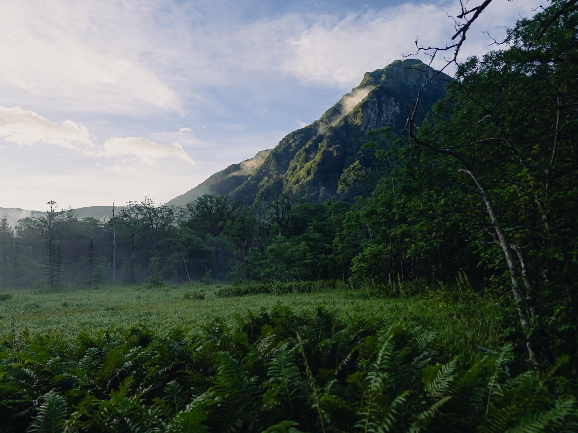 Lush green ferns covering wetland area near the Azusa River with a sunlit mountain peak visible through morning mist at Kamikochi
