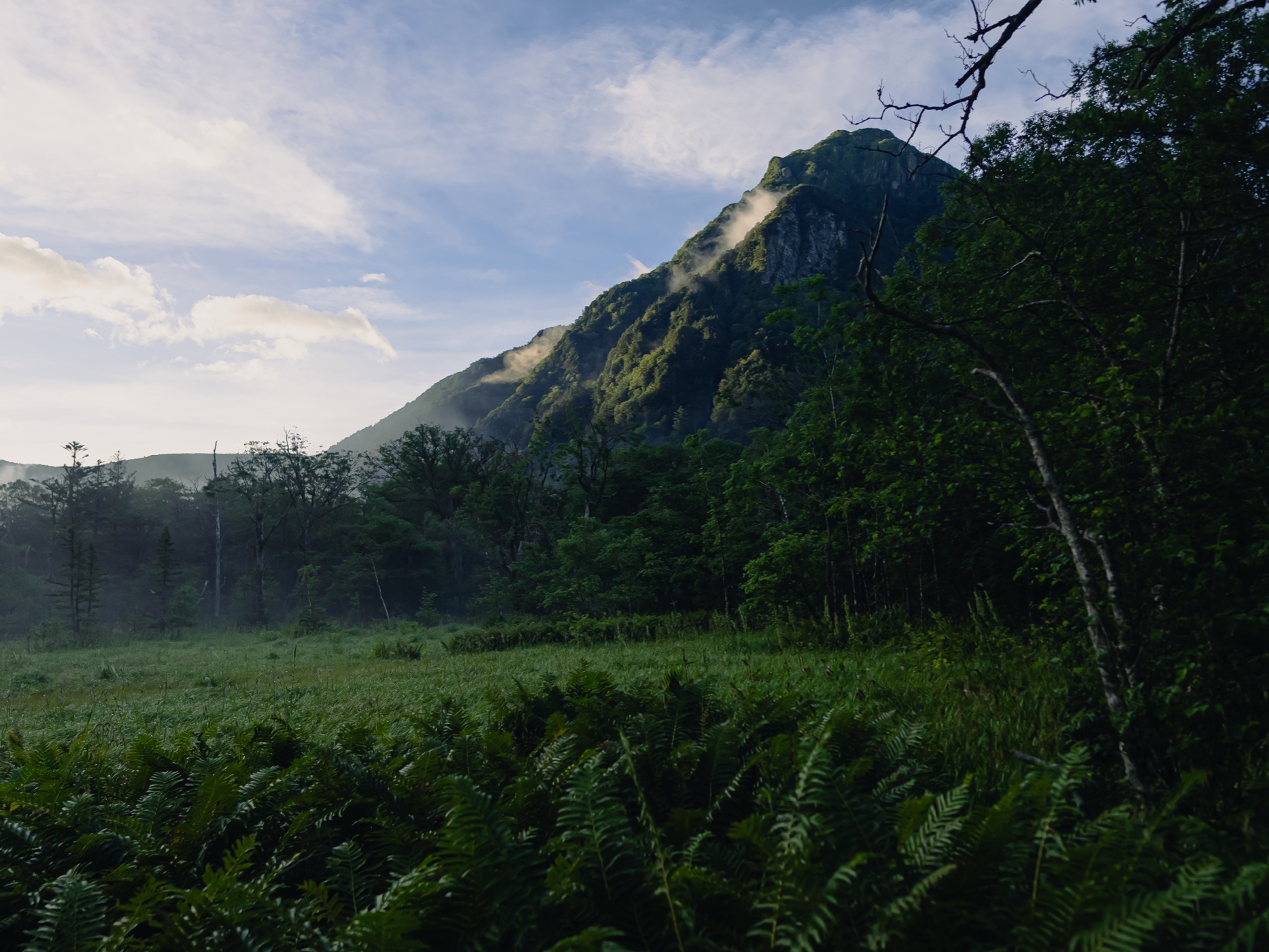 Tashiro Wetland with ferns in the foreground and mountain peaks visible through the clearing at Kamikochi