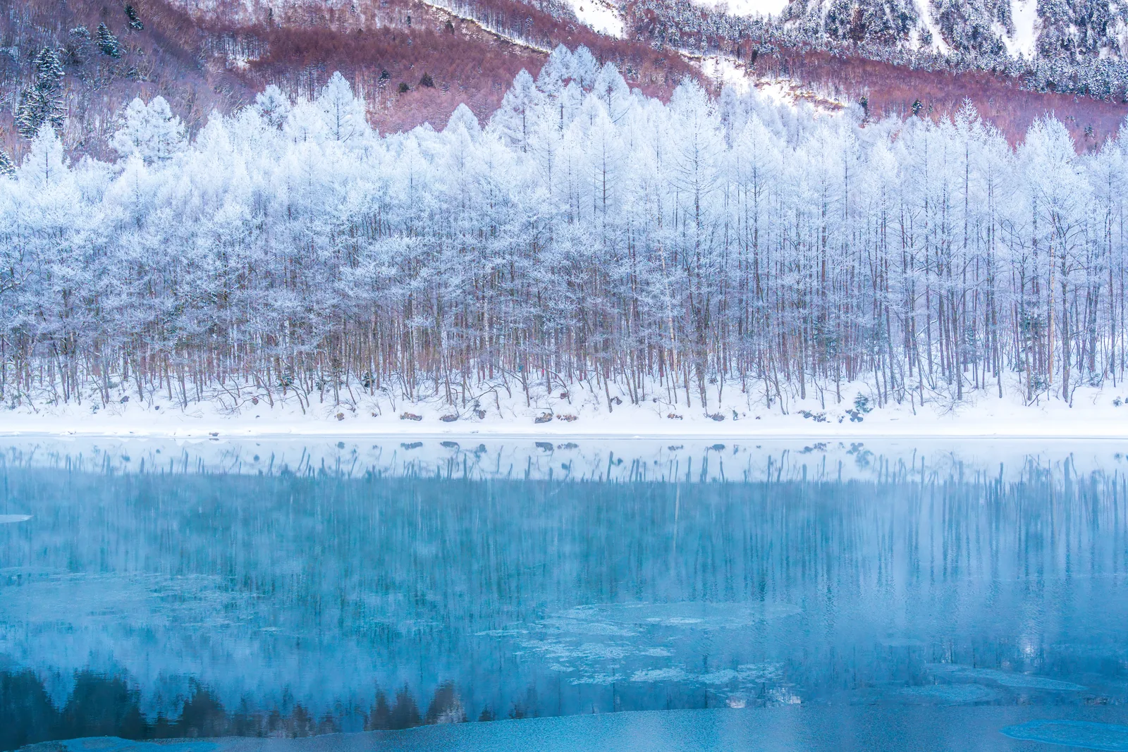 Kamikochi in deep winter — frost-rime (juhyō) on larch trees with the partially frozen Taisho Pond reflecting cold blue light